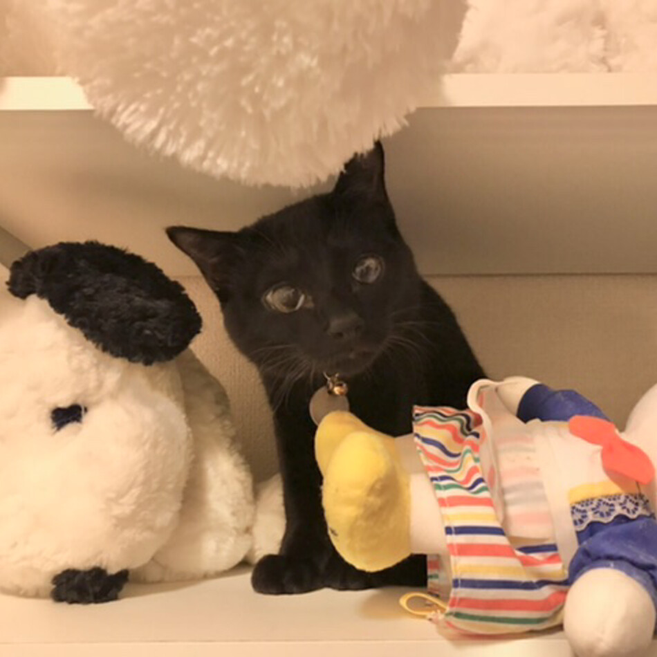 のすけのカバー写真