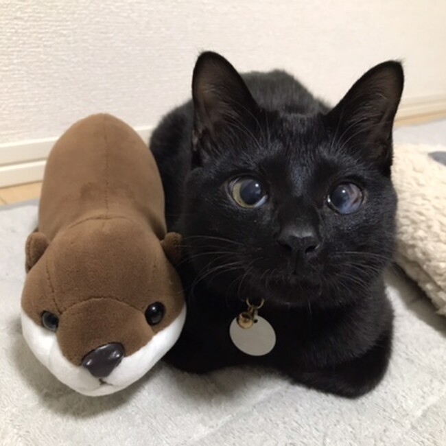 めいめいみりんのカバー写真