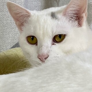 天然系のふしぎちゃん♪真っ白なお嬢さま