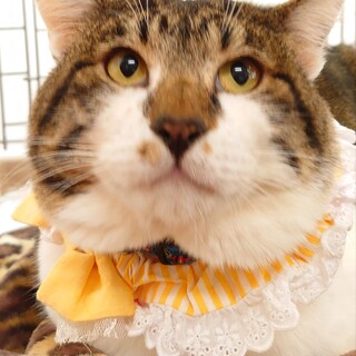 最強男子のリバイ君(猫エイズキャリア)