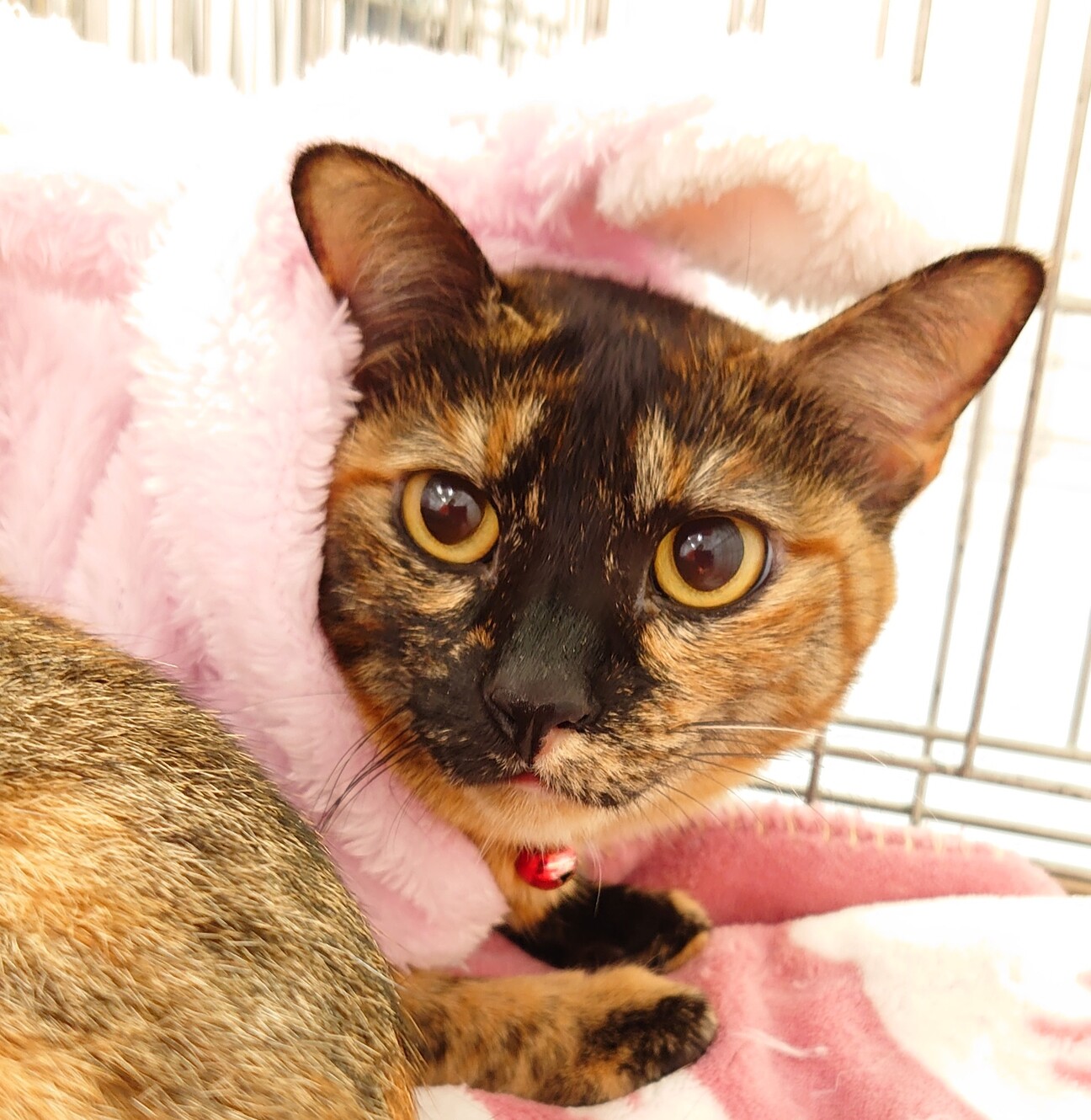 ピカチュウ尻尾の Quot 恭子ちゃん Quot 香川県 猫の里親募集 ペットのおうち 月間利用者150万人