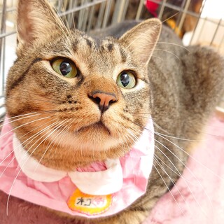 猫エイズキャリアのフーバー君