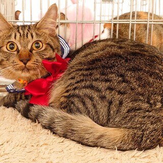 いやしんぼラングナー君