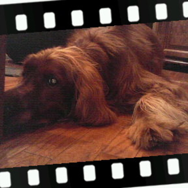 ジョー　クールのカバー写真