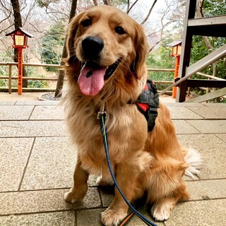 ありがとうございました！ゴールデンレトリバー