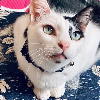 【トライアル決定】白黒ウシ柄★人慣れ抜群★5歳ロコ