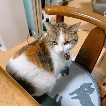 の写真