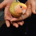りんごちゃん～甘えん坊のコザクラインコ～