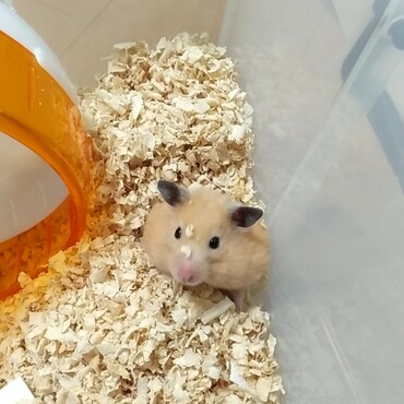 みるく（ひめもみるくも元気です♪もうすぐ1歳）