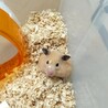 みるく（ひめもみるくも元気です♪もうすぐ1歳）