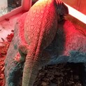 サバンナモニター