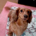 知人宅より里親募集