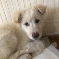 【里親様決定】エル♂  の幸せが見つかりました♡
