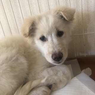 【里親様決定】エル♂  の幸せが見つかりました♡