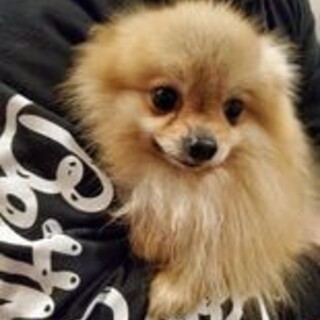 保護っこ♪ときとう君♪里親絶賛募集中！