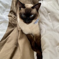 まるこ