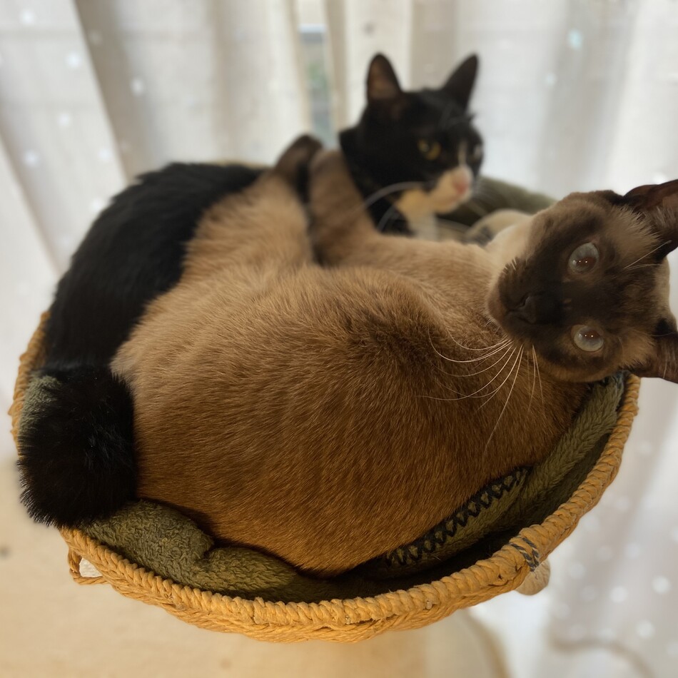 まるこのカバー写真