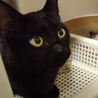 子猫5ヶ月ジジみたいな黒猫坊や