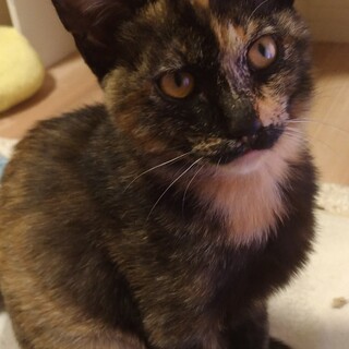 サビ猫4カ月ふみふみして甘えます