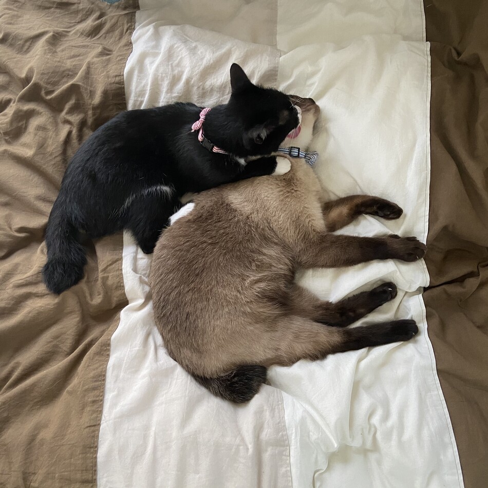 おちょこのカバー写真