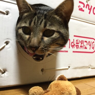 マタタビにつられて…ぼくの顔って大きい？だから〜もう少しだけ入口大きくして〜(^^;;
