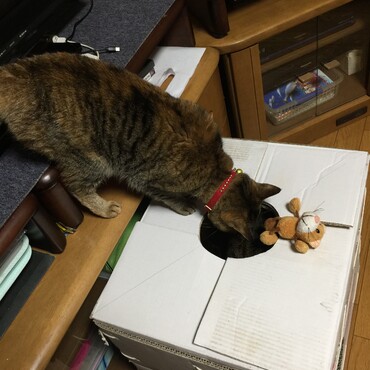 チャンスヽ(´▽｀)/日頃の恨み…カメ雹 殴ってやろカァー！