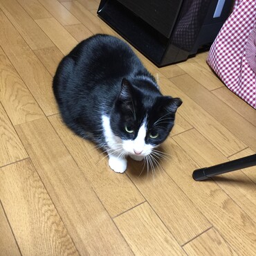 やめてー！桃姐たん、雹兄たん、あたちの寝床壊さないでー！