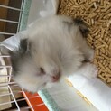 盲目の猫理解ある方お願いします