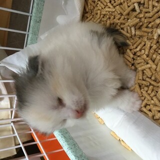 盲目の猫理解ある方お願いします