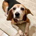 穏やかで優しいシニアビーグル六花