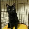 【結】譲渡決定猫じゃらし大好きな黒にゃんこ♪ サムネイル3