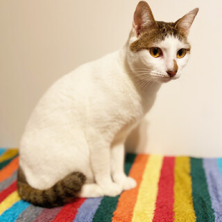 【トライアル決定】甘えっこの白キジのかやちゃん