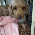 人懐こいトイプードル♀こまちちゃん