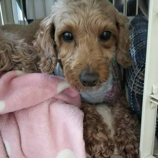 人懐こいトイプードル♀こまちちゃん