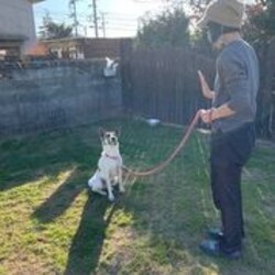 総社市ＡＷＡしつけ教室　＜雨天中止＞