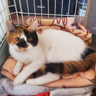 個性的な三毛猫ちゃん