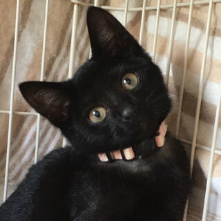 おとなしい黒猫★２ヶ月半
