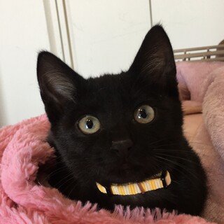 元気で愛らしい黒猫★２ヶ月半