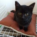 黒猫子猫ちゃん４ヶ月