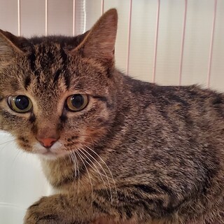 戻せない猫