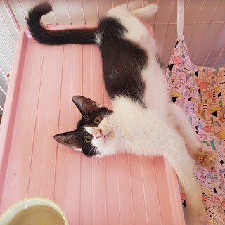 人が大好きなハチワレさん