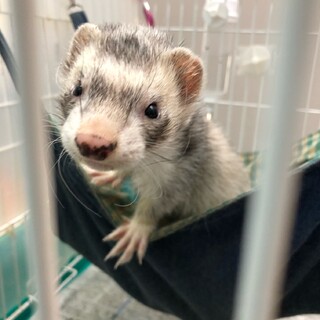 保護したフェレットの里親さんを探しています。
