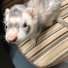保護したフェレットの里親さんを探しています。 サムネイル2