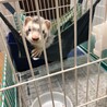 保護したフェレットの里親さんを探しています。 サムネイル3