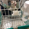 保護したフェレットの里親さんを探しています。 サムネイル4