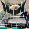 保護したフェレットの里親さんを探しています。 サムネイル5
