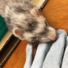 保護したフェレットの里親さんを探しています。 サムネイル6
