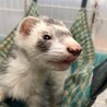 保護したフェレットの里親さんを探しています。 サムネイル7