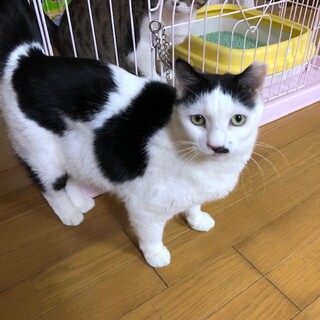 人が大好きです☆コマちゃん　7歳位