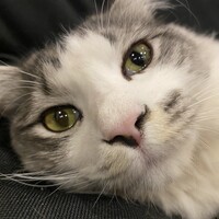 チョビ